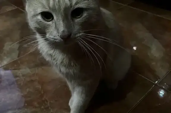 Найдена кошка на Жукова, 36, Челябинск