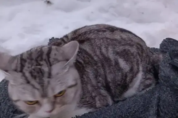 Найден кот: ул. Гамалеи, 2А, Москва