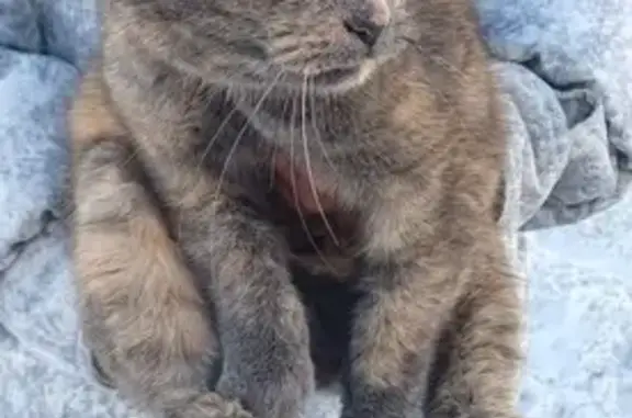 Найдена кошка: Зур Урам, 22, Казань