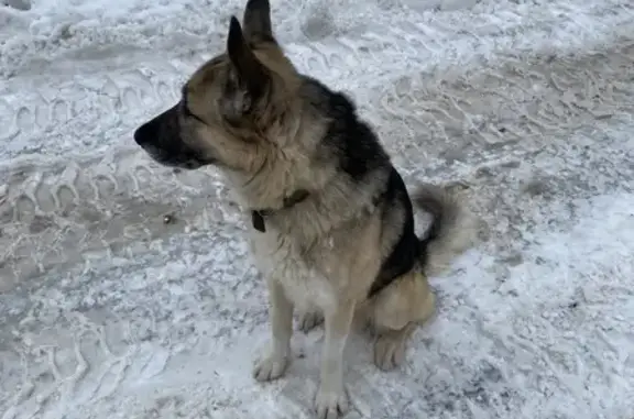 Найдена собака в Михайлово-Ярцевском
