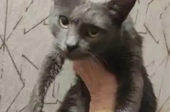 Найдена кошка на Винновских дачах