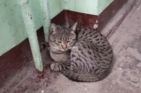 Найдена кошка: ул. Побежимова, 55