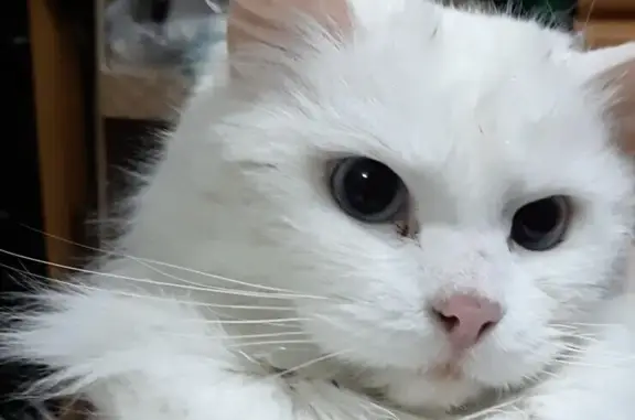 Кошка-ангора найдена: Терешковой, 83
