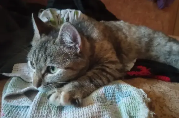 Трехцветная кошка найдена: Мурманский 2Б