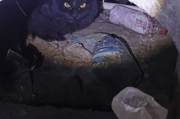 Черный кот найден: Говорова, 48, Томск