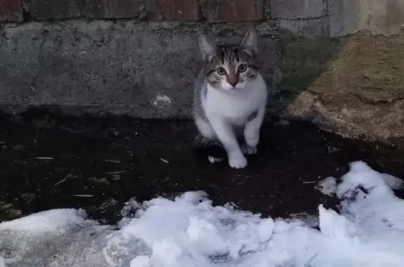 Пропала кошка: ул. Стасова, 32, Ульяновск