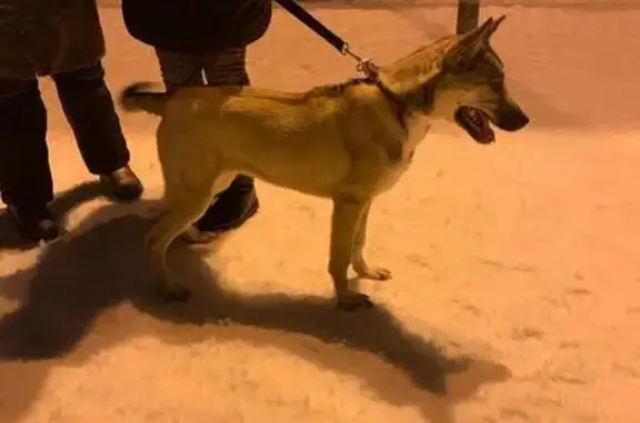 Найдена собака на Северном проспекте