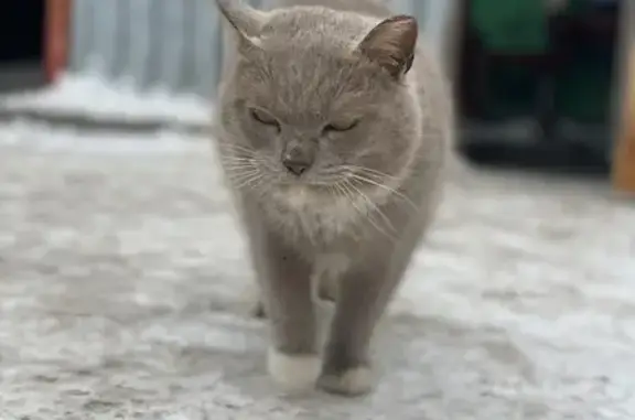 Найдена кошка, Московская обл.