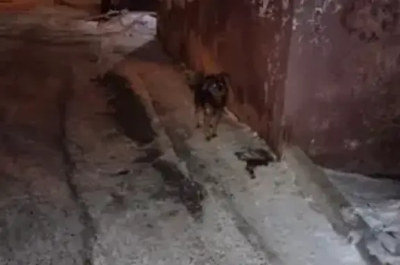 Найдена собака: Волочаевская ул., 114