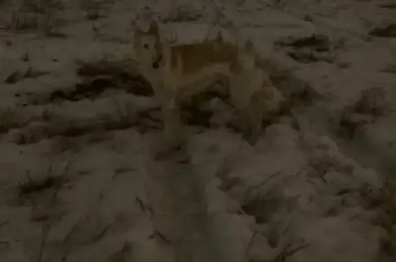 Найдена собака, Санкт-Петербург, фото: Найдены борзые: Новосмоленская наб., СПб