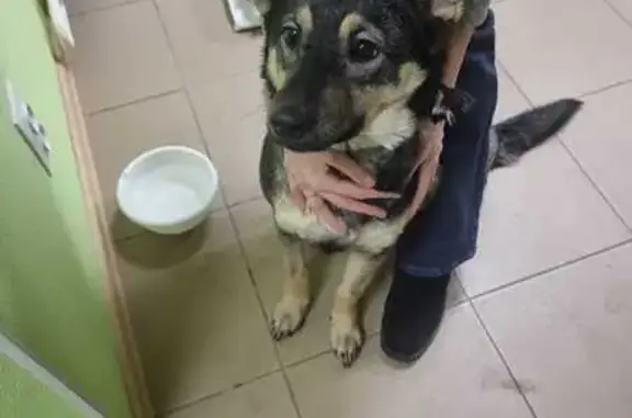Найдена собака: Алексеева, 5