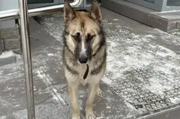 В ВИЗе найдена собака: Репина/Заводская