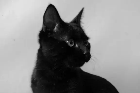 Пропала черная кошка: Октябрьская, 10
