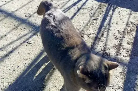 Найдена кошка, , фото: Кошка найдена: Киевская ул., 69