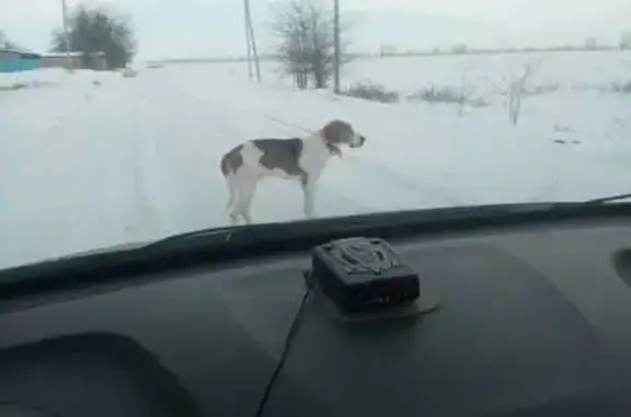 Найдена собака: Восточный, Ставрополь