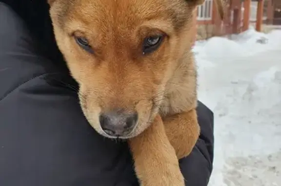 Найден щенок: ул. Чичерина, Оренбург