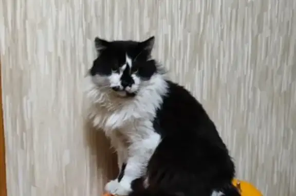 Пропавший кот, Архангельское, 5 кг