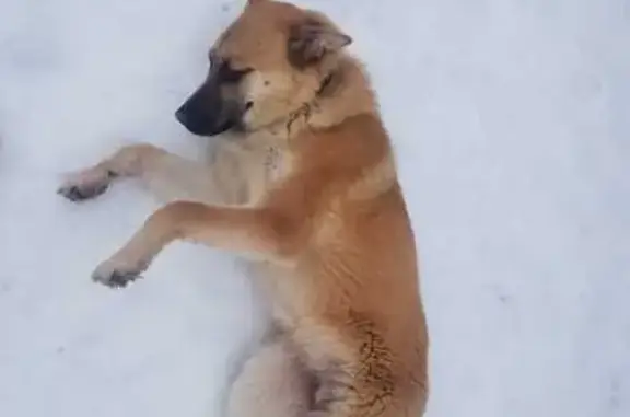 Найдена собака в Повадино, Солнечногорск