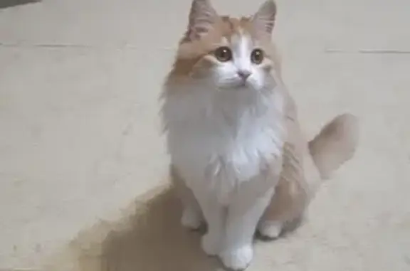 Найден котик: пер. Шеболдаева, Ставрополь