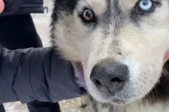 Найденные животные Ростов-на-Дону, фото: Найдена собака: Кумженская 1Г, Ростов