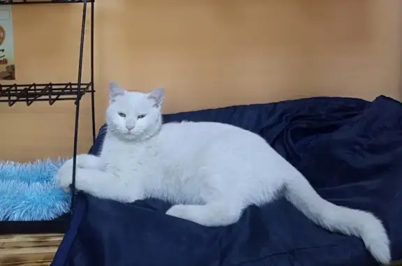 Пропала белая кошка: ул.Семашко, 16