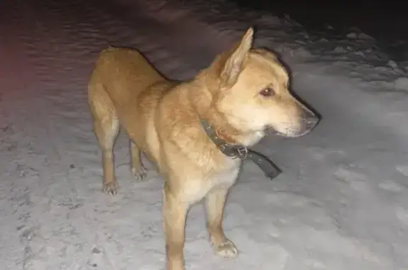 Найдена собака: Карачун/Лопатки 20Н-12-25