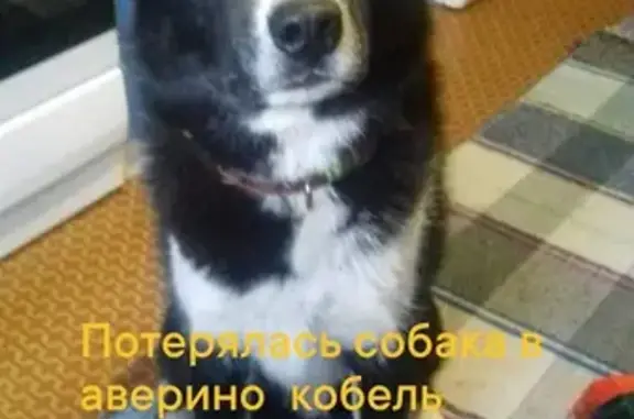 Пропала собака: Коммунаров, 36