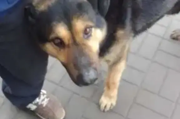 Найдена собака: Транспортная ул., Таганрог