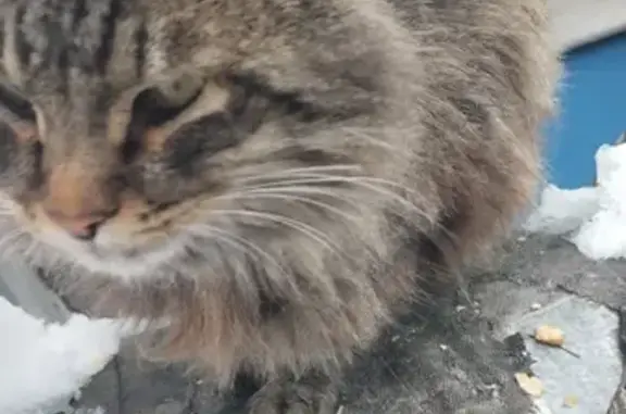 Найден котик на пр-те Столыпина