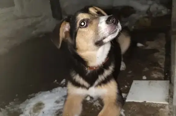 Найдена собака, Александров, фото: Собака потерялась на Коллективной