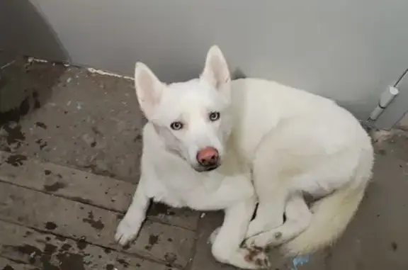 Найдена собака на ул. Волгоградской