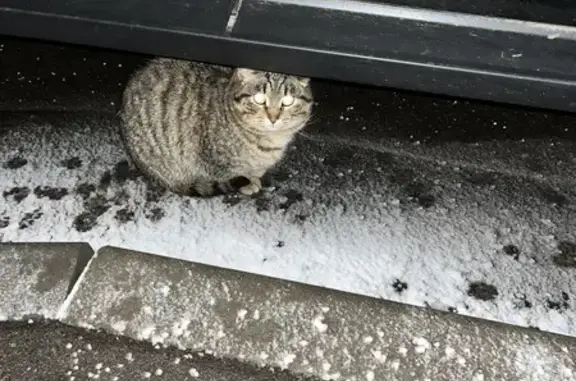 Кошка найдена: ул. Берзарина, 21