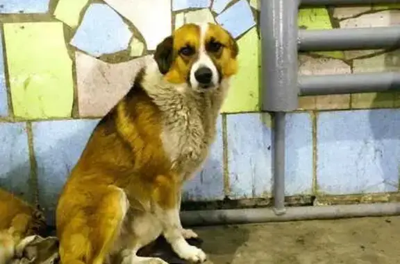 Пропала собака в Южном, Краснодарский край