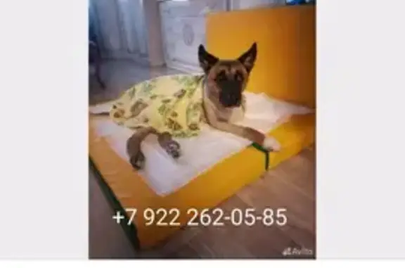 Найдена собака: Украинская ул., 42