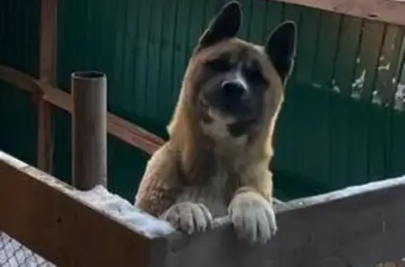 Пропала собака: Серова, 3, Ангарск