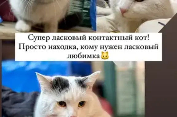 Пропал кот: ул. Чкалова, 13, Берёзовка