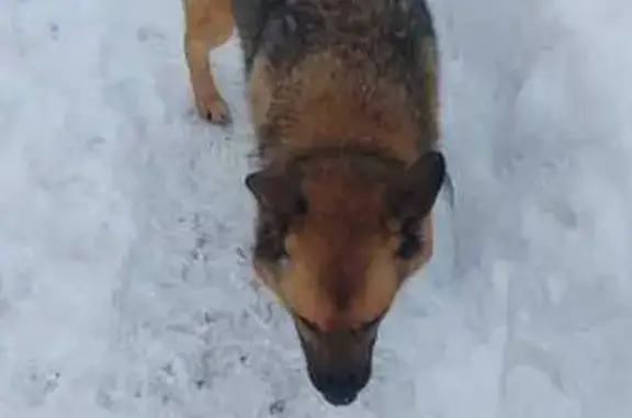 Найден пёс: ул. Макса Смирнова, Тула