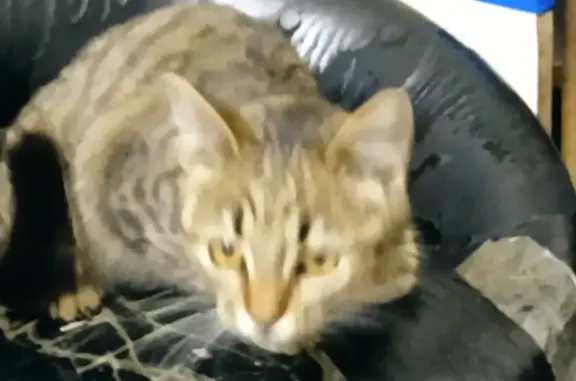 Найдена кошка: пл. Ленина, 4А, Воронеж