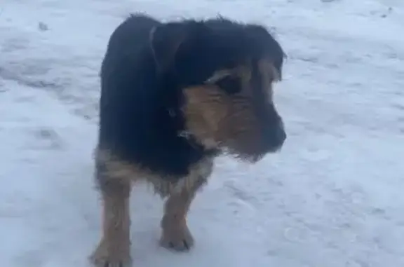 Найдена собака, 131, Московская обл.