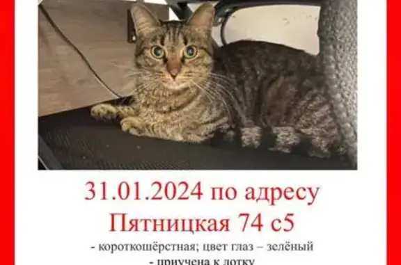 Найдена кошка, Пятницкая ул., 74 с1