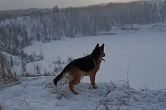 Пропала собака в Новосельцах