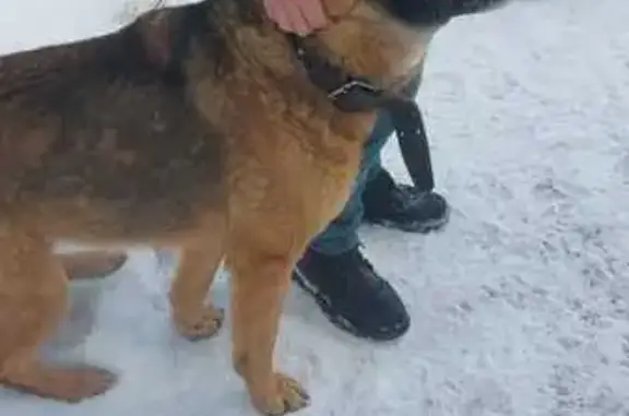 Найден пёс: ул. М. Смирнова, 2, Тула