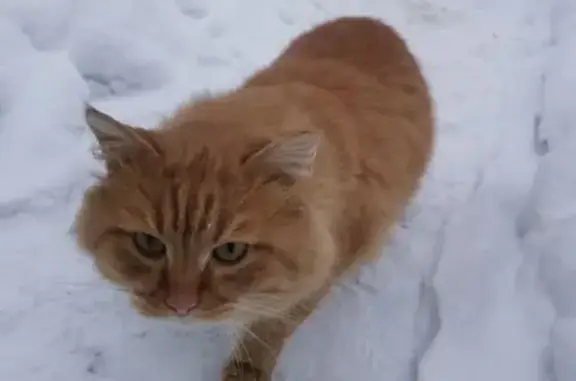 Найдена кошка: ул. А. Невского, 92