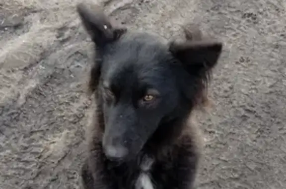 Собака найдена: Промышленная/Чкалова, Барнаул
