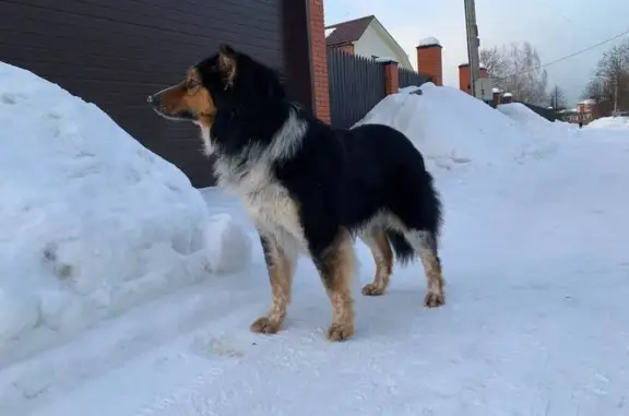 Найдена собака: Центральная, Бисерово