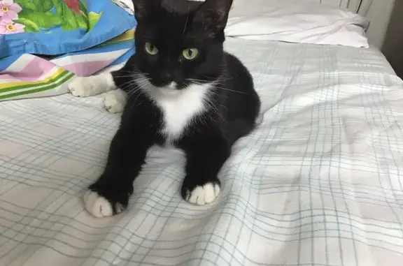 Найдена черно-белая кошка, ул. Островского, 31 к1