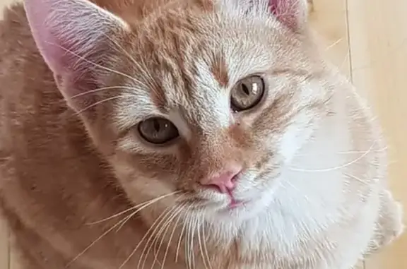 Найден рыжий кот, ул.Дзержинского, Таганрог