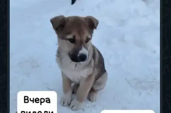 Пропал щенок в Клятле, Татарстан