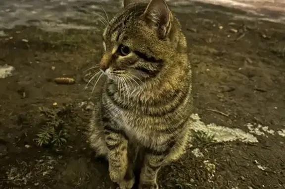 Найдена кошка: ЦПКиО, пр. Ленина