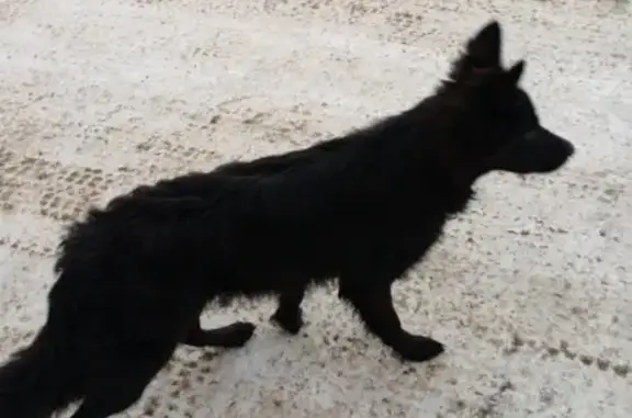 Найдена собака: Речная ул., 25А, Магадан